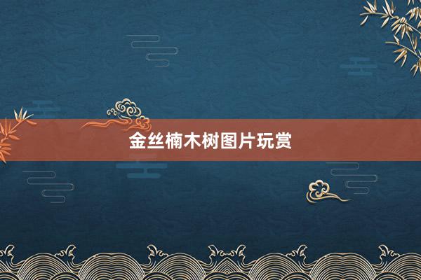 金丝楠木树图片玩赏