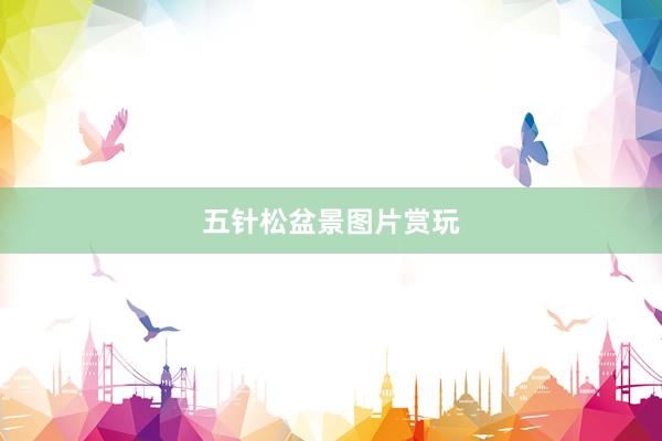 五针松盆景图片赏玩